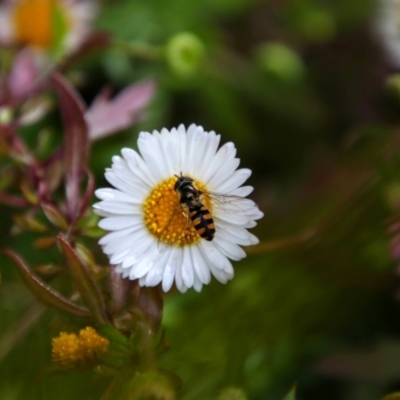 Syrphini (tribe) (Unidentified syrphine hover fly) at Richardson, ACT - 27 Sep 2021 by MB