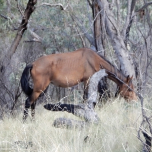 Equus caballus at Ingeegoodbee, NSW - 16 Mar 2018