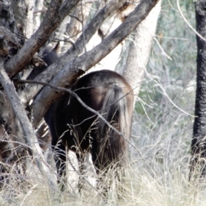 Equus caballus at Ingeegoodbee, NSW - 16 Mar 2018