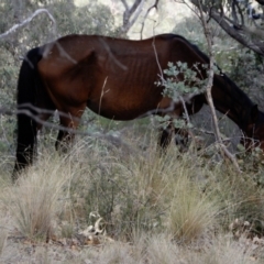 Equus caballus at Ingeegoodbee, NSW - 16 Mar 2018