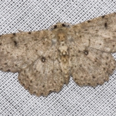 Catoria hemiprosopa (A Geometer moth (Ennominae)) by PJH123