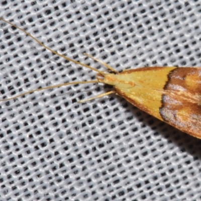 Crocanthes prasinopis (A Curved -horn moth) at Sheldon, QLD - 8 Mar 2024 by PJH123