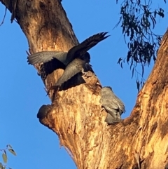 Callocephalon fimbriatum at Bruce, ACT - suppressed