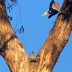 Callocephalon fimbriatum at Bruce, ACT - suppressed