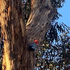 Callocephalon fimbriatum at Bruce, ACT - suppressed