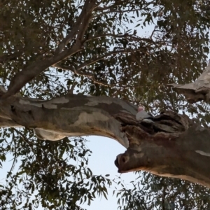 Eolophus roseicapilla at Lawson, ACT - 29 Jul 2024 05:15 PM