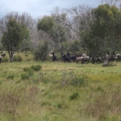 Equus caballus (Brumby, Wild Horse) at Gooandra, NSW - 26 Jan 2024 by LindaGroom