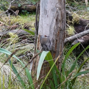 Climacteris erythrops at Kambah, ACT - 22 Jul 2024 03:05 PM