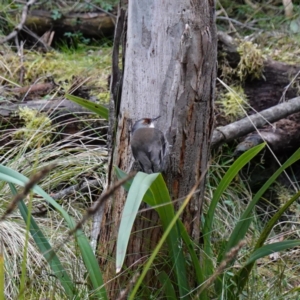 Climacteris erythrops at Kambah, ACT - 22 Jul 2024 03:05 PM