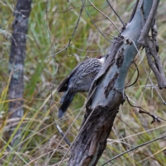 Climacteris erythrops at Kambah, ACT - 22 Jul 2024 03:05 PM