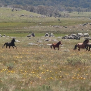 Equus caballus at Gooandra, NSW - suppressed