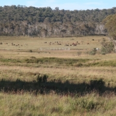 Equus caballus (Brumby, Wild Horse) at Gooandra, NSW - 27 Jan 2024 by LindaGroom