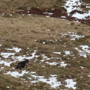 Equus caballus at Jacobs River, NSW - 17 Jul 2023