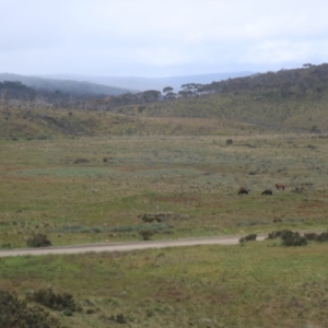 Equus caballus at Nungar, NSW - suppressed