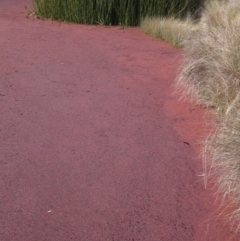 Azolla pinnata (Ferny Azolla) at Strathnairn, ACT - 27 Jul 2024 by pinnaCLE