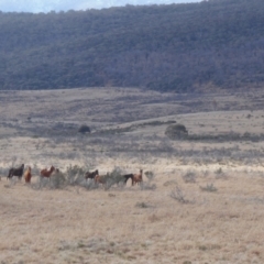 Equus caballus (Brumby, Wild Horse) at Nungar, NSW - 1 Aug 2022 by LindaGroom