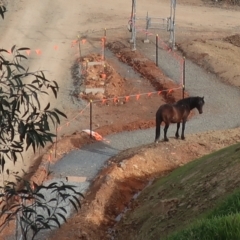 Equus caballus (Brumby, Wild Horse) at Gooandra, NSW - 27 Mar 2022 by LindaGroom