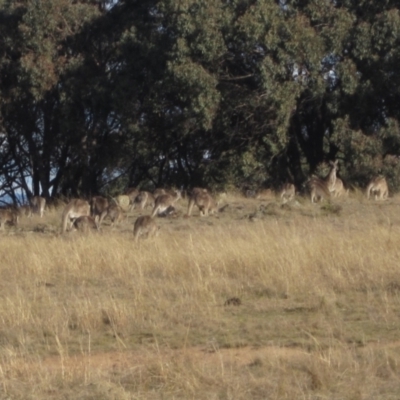 Macropus giganteus (Eastern Grey Kangaroo) at Hall, ACT - 28 Jul 2024 by pinnaCLE