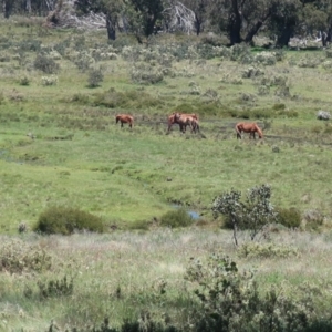 Equus caballus at Bimberi, NSW - suppressed