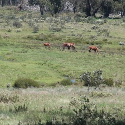 Equus caballus (Brumby, Wild Horse) at Bimberi, NSW - 4 Dec 2020 by LindaGroom