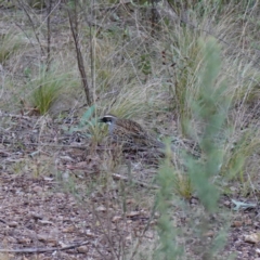 Cinclosoma punctatum (Spotted Quail-thrush) at Kambah, ACT - 22 Jul 2024 by RobG1