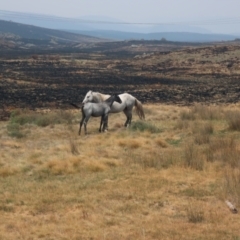 Equus caballus (Brumby, Wild Horse) at Gooandra, NSW - 14 Jan 2020 by LindaGroom