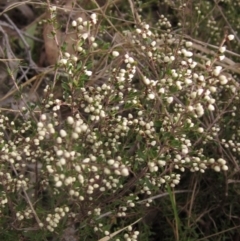 Cryptandra amara (Bitter Cryptandra) at Hall, ACT - 28 Jul 2024 by pinnaCLE