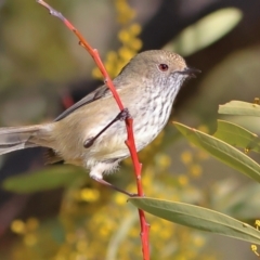 Acanthiza pusilla (Brown Thornbill) at Chapman, ACT - 29 Jul 2024 by Trevor