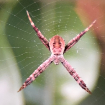 Argiope sp. (genus) at Port Macquarie, NSW - 29 Jul 2024 by Hejor1