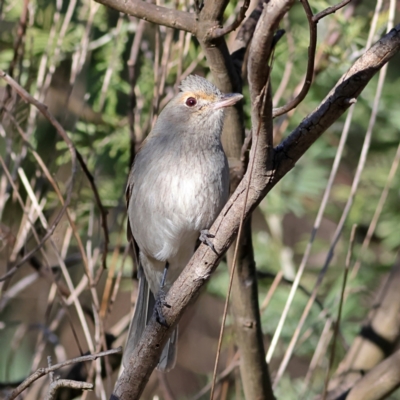 Colluricincla harmonica (Grey Shrikethrush) at Chapman, ACT - 29 Jul 2024 by MichaelWenke