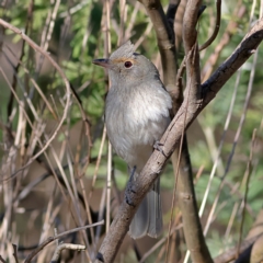 Colluricincla harmonica at Chapman, ACT - 29 Jul 2024 01:46 PM