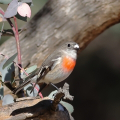 Petroica boodang (Scarlet Robin) at Chapman, ACT - 29 Jul 2024 by Trevor