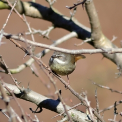 Sericornis frontalis (White-browed Scrubwren) at Chapman, ACT - 29 Jul 2024 by MichaelWenke