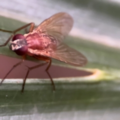 Dichaetomyia sp. (genus) (Bush fly) at Port Macquarie, NSW - 29 Jul 2024 by Hejor1