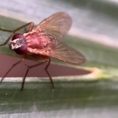 Dichaetomyia sp. (genus) (Bush fly) at Port Macquarie, NSW - 29 Jul 2024 by Hejor1