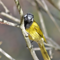 Nesoptilotis leucotis (White-eared Honeyeater) at Chapman, ACT - 29 Jul 2024 by Trevor