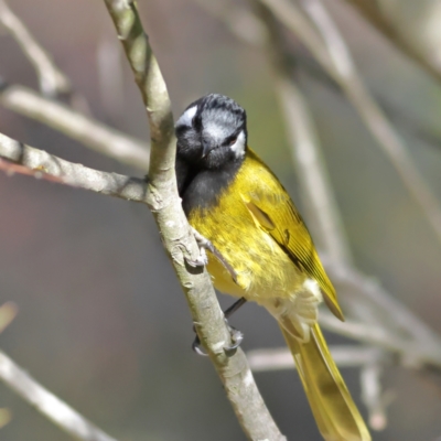 Nesoptilotis leucotis (White-eared Honeyeater) at Chapman, ACT - 29 Jul 2024 by Trevor