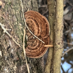 zz Polypore (shelf/hoof-like) at Port Macquarie, NSW - 29 Jul 2024 by Hejor1