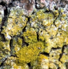 Lichen - crustose at Port Macquarie, NSW - 29 Jul 2024 by Hejor1