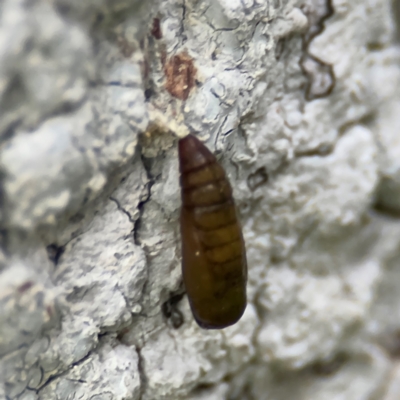 Lepidoptera unclassified IMMATURE moth at Port Macquarie, NSW - 29 Jul 2024 by Hejor1