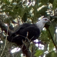 Columba leucomela (White-headed Pigeon) at Port Macquarie, NSW - 29 Jul 2024 by Hejor1