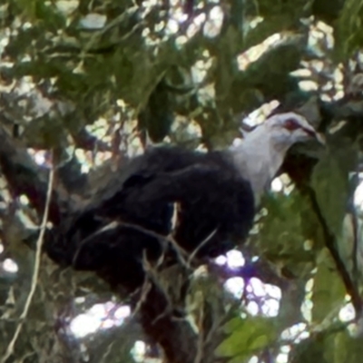 Columba leucomela (White-headed Pigeon) at Port Macquarie, NSW - 29 Jul 2024 by Hejor1