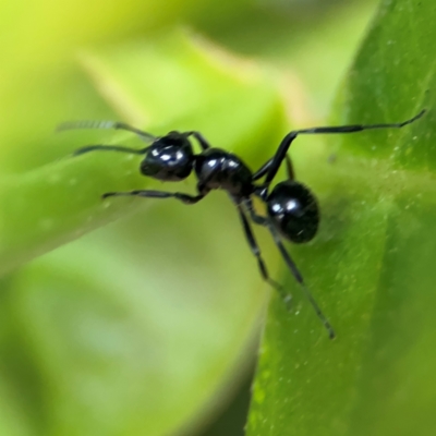 Polyrhachis sp. (genus) at Port Macquarie, NSW - 29 Jul 2024 by Hejor1