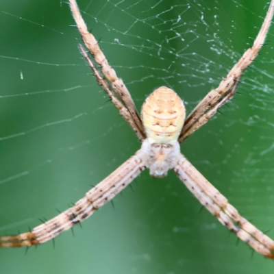 Argiope sp. (genus) at Port Macquarie, NSW - 29 Jul 2024 by Hejor1