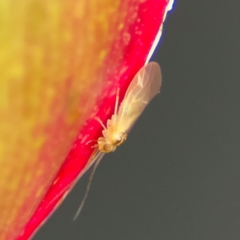 Valenzuela sp. (genus) at Port Macquarie, NSW - 29 Jul 2024 by Hejor1