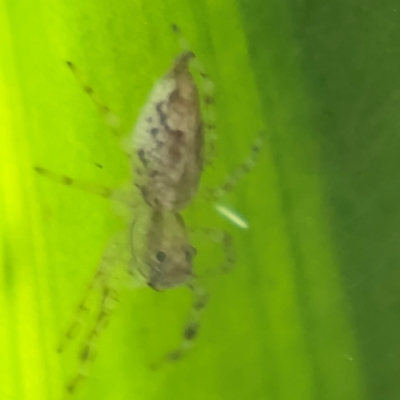 Helpis minitabunda (Threatening jumping spider) at Port Macquarie, NSW - 29 Jul 2024 by Hejor1