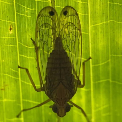 Cicadellidae (family) at Port Macquarie, NSW - 29 Jul 2024 by Hejor1