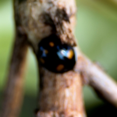 Orcus australasiae (Orange-spotted Ladybird) at Thrumster, NSW - 29 Jul 2024 by Hejor1