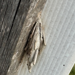 Metura elongatus at Thrumster, NSW - 29 Jul 2024 by Hejor1