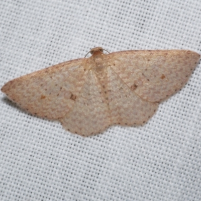 Epicyme rubropunctaria (Red-spotted Delicate) at Freshwater Creek, VIC - 25 Dec 2022 by WendyEM